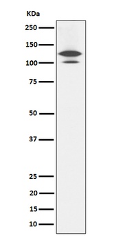 Anti-RASA1 Rabbit Monoclonal Antibody