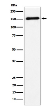 Anti-CNTN4 Rabbit Monoclonal Antibody