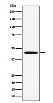 Anti-MC5 Receptor Rabbit Monoclonal Antibody