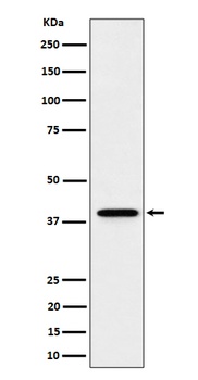 Anti-DCAF7 Rabbit Monoclonal Antibody