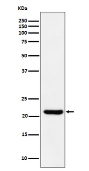 Anti-ITPA Rabbit Monoclonal Antibody