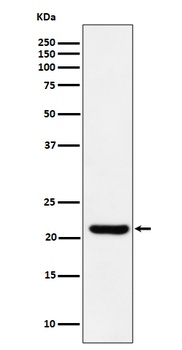 ITPA Rabbit Monoclonal Antibody