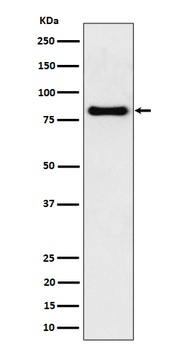 Anti-SCIN Rabbit Monoclonal Antibody