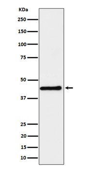 DPF2 Rabbit Monoclonal Antibody