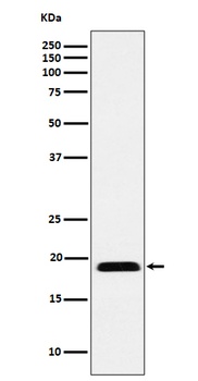 Anti-MYL12B Rabbit Monoclonal Antibody