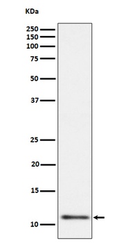 Anti-UQCRH Rabbit Monoclonal Antibody