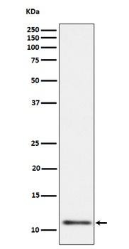 UQCRH Rabbit Monoclonal Antibody