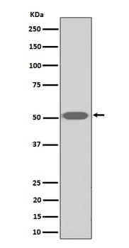 Anti-Thromboxane A2 receptor Rabbit Monoclonal Antibody
