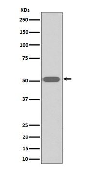 Thromboxane A2 receptor Rabbit Monoclonal Antibody