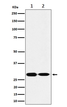 SNAP29 Rabbit Monoclonal Antibody