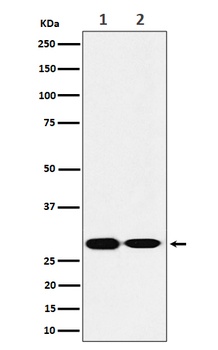 Anti-SNAP29 Rabbit Monoclonal Antibody
