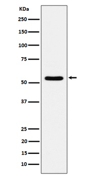 Anti-TOE1 Rabbit Monoclonal Antibody