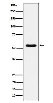 TOE1 Rabbit Monoclonal Antibody