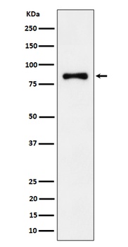 ALDH16A1 Rabbit Monoclonal Antibody