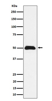 CCDC98 Rabbit Monoclonal Antibody