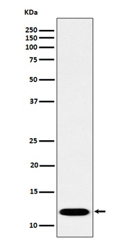 Anti-PCBD1 Rabbit Monoclonal Antibody
