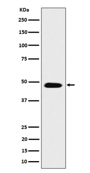 Anti-COPS4 Rabbit Monoclonal Antibody