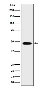 COPS4 Rabbit Monoclonal Antibody