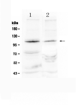 Anti-HIF-2-alpha/EPAS1 Antibody