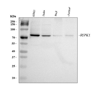 Anti-RIP/RIPK1 Antibody