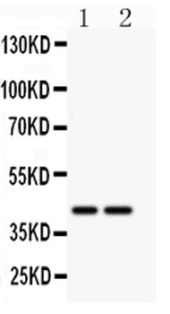 Anti-CD244 Antibody