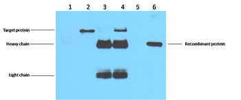 Flag-Tag antibody