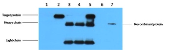 HA-Tag antibody