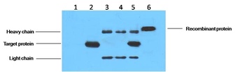 His-Tag antibody