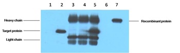 V5-Tag antibody