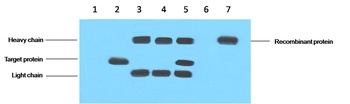 VSV-G-Tag Mouse mAb