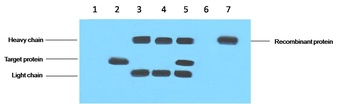 VSV-G-Tag antibody