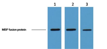 MBP-Tag antibody