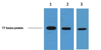 T7-Tag Mouse mAb