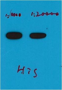 His-Tag(HRP Conjugated) Mouse mAb