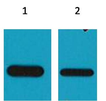 Flag-Tag(HRP Conjugated) Mouse mAb