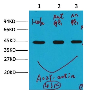 β-actin Mouse mAb