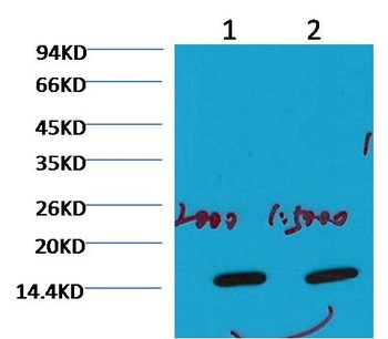 COX IV Mouse mAb