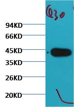 Plant actin antibody