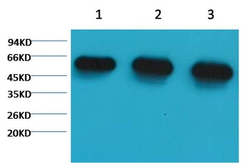α-tubulin Mouse mAb