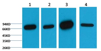 Lamin B1 Mouse mAb