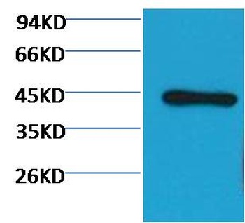 β-actin(HRP Conjugated) Mouse mAb