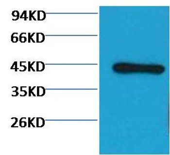 beta-actin antibody (HRP)