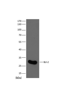 Bcl-2 antibody