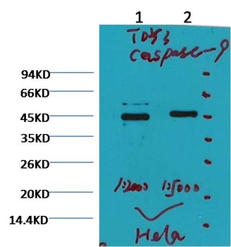 Caspase 9 antibody