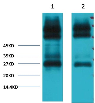 EFHD1 Mouse mAb