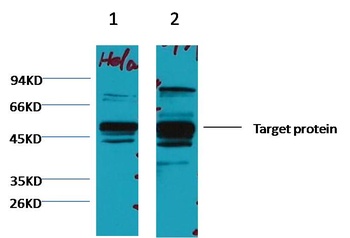 XRCC4 Mouse mAb