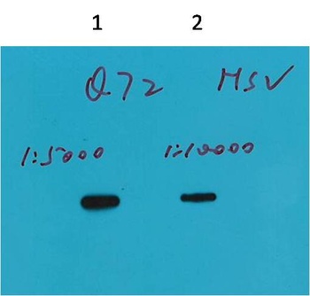 HSV-Tag antibody