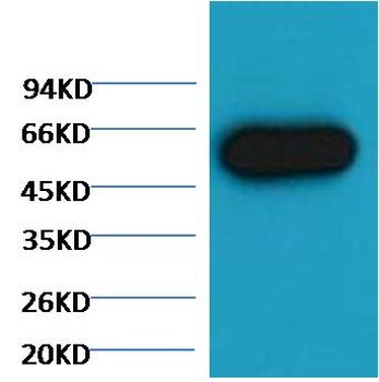 α-tubulin Mouse mAb