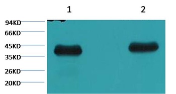 Plant actin Mouse mAb
