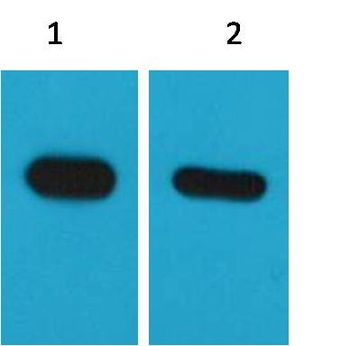 CBP-Tag Mouse mAb